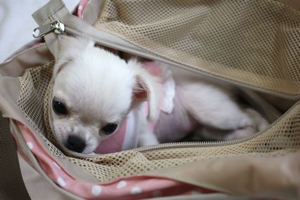 かわいそう。。。(ニキビダニの治療)