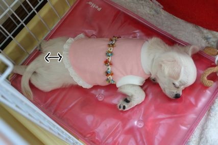 大きくなった!