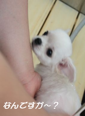 はじめてのシャンプー
