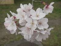 春爛漫！桜＆滝巡り