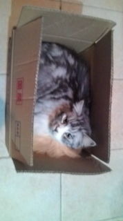 捨て猫か？？？