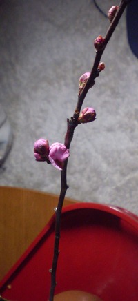 春が・・・