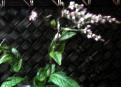 蓼の花