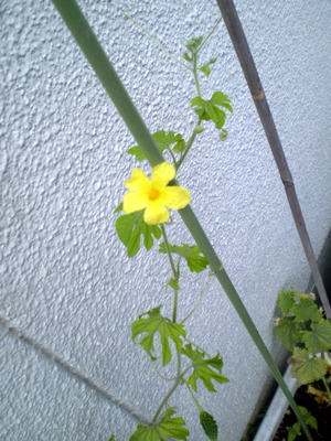 最近の庭事情.2012.6.7.