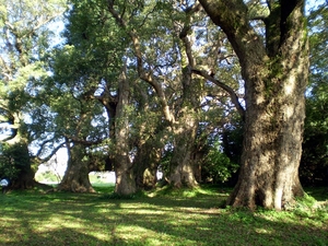 FUKIAGE WANDER MAP 2010