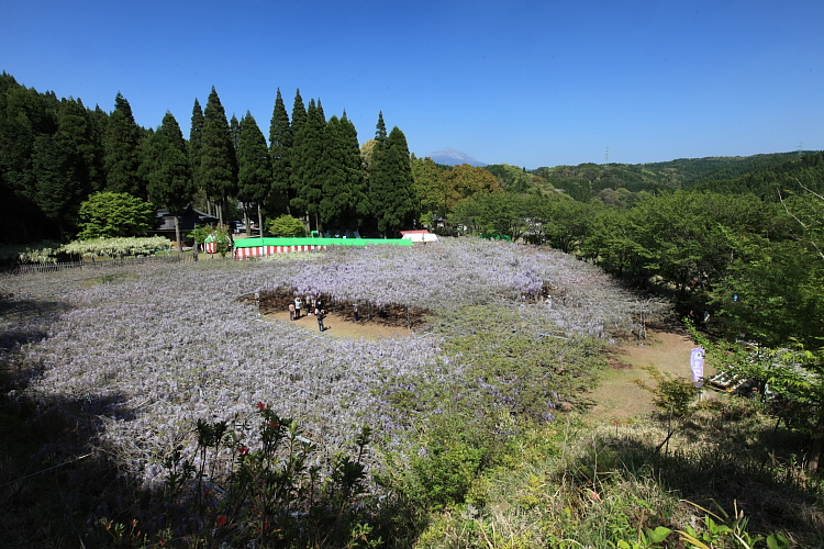 藤まつり　　　前編