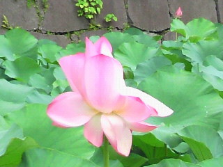 蓮の花。ダブルス大明丘店