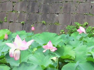 蓮の花。ダブルス大明丘店