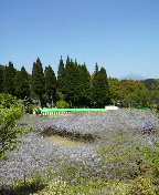 和気公園のふじ