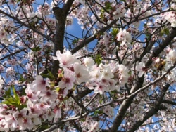 環境未来館カラー講座・桜 環境未来館カラー講座・桜