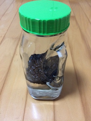 コーヒー酒作ってます… コーヒー酒作ってます…