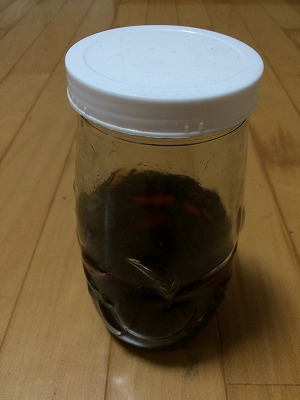 コーヒー酒作ってます… コーヒー酒作ってます…