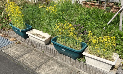 我が家の菜の花畑 我が家の菜の花畑