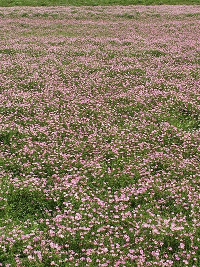 レンゲ畑でピクニック~僕の原風景~ レンゲ畑でピクニック~僕の原風景~
