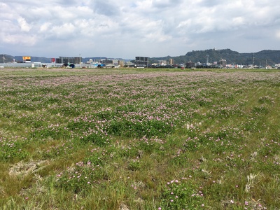レンゲ畑でピクニック~僕の原風景~ レンゲ畑でピクニック~僕の原風景~