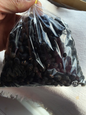黒豆ゲット‼︎ 黒豆ゲット‼︎