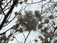呑みたくなっちゃうなぁ… 2016/03/10 12:30:01