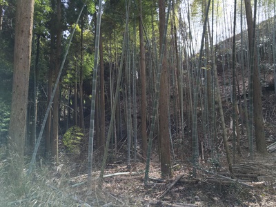 竹取りの翁になりました… 竹取りの翁になりました…