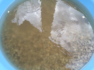 天下の名水 丸池湧水 天下の名水 丸池湧水