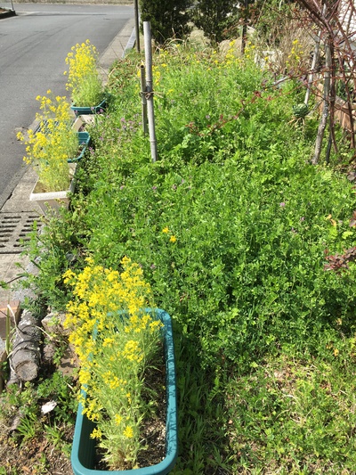 我が家の菜の花畑 我が家の菜の花畑