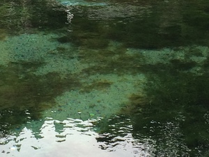 天下の名水 丸池湧水 天下の名水 丸池湧水