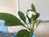 指宿でアロマの蒸留会に行ってきました。