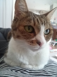 猫とジャガイモもち