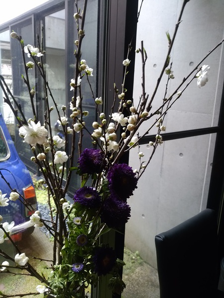 外は肌寒いので家の中で花見(笑) 外は肌寒いので家の中で花見(笑)
