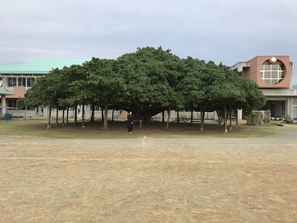 ウミガメまで見ることが出来ました♪in知名町 ウミガメまで見ることが出来ました♪in知名町