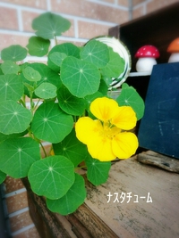 *ナスタチューム♪* 2017/04/26 09:33:13