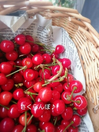 *さくらんぼちゃん♪* 2017/05/05 16:51:01