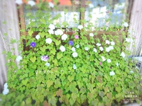 *グリーンカーテン♪* 2018/06/13 09:33:03