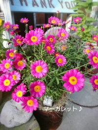 *お花達♪* 2017/05/12 09:37:52