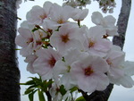 私の春休み・・・クローバーのお花摘み♪