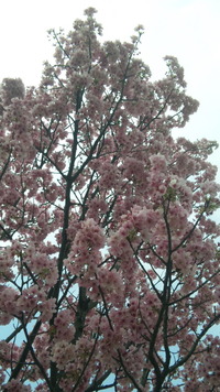 花開く