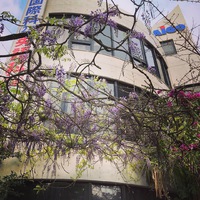 藤が満開です。 2019/04/10 16:38:15