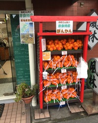 岸良ぽんかん 年末販売終了!! 2017/12/27 22:07:05