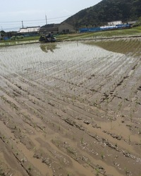 田植え 2018/04/02 23:56:00