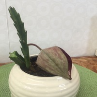 お客様からの頂き物 2017/10/18 22:41:34