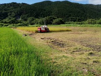 稲刈り 2019/07/29 22:02:00