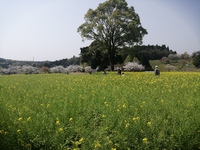 花見 2021/03/29 23:41:27
