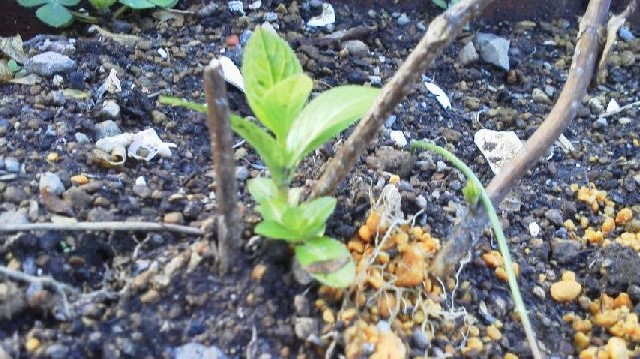 紫陽花 紫陽花