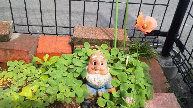 ポピーが! ポピーが!