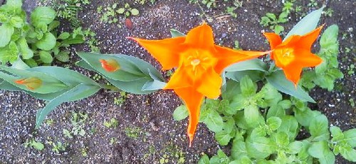 チューリップ開花 チューリップ開花