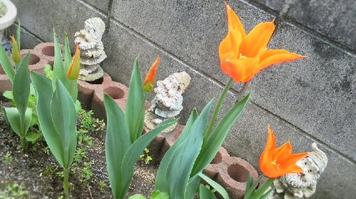 チューリップ開花 チューリップ開花
