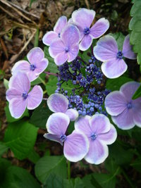 まりさんのお花　そして　紫陽花。