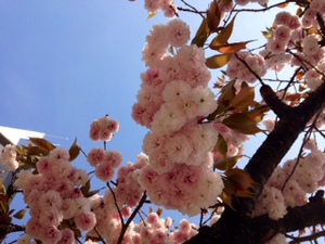 桜 新緑 …八重桜。 桜 新緑 …八重桜。