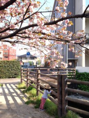 桜 新緑 …八重桜。 桜 新緑 …八重桜。