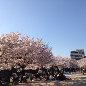 桜 新緑 …八重桜。 桜 新緑 …八重桜。