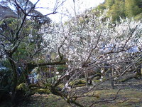 小松帯刀別邸跡を清掃しました。 2009/02/12 02:20:23